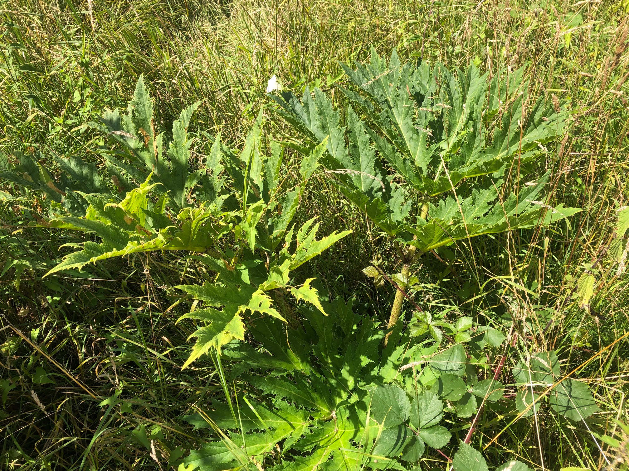 Standard Herbicide Treatments