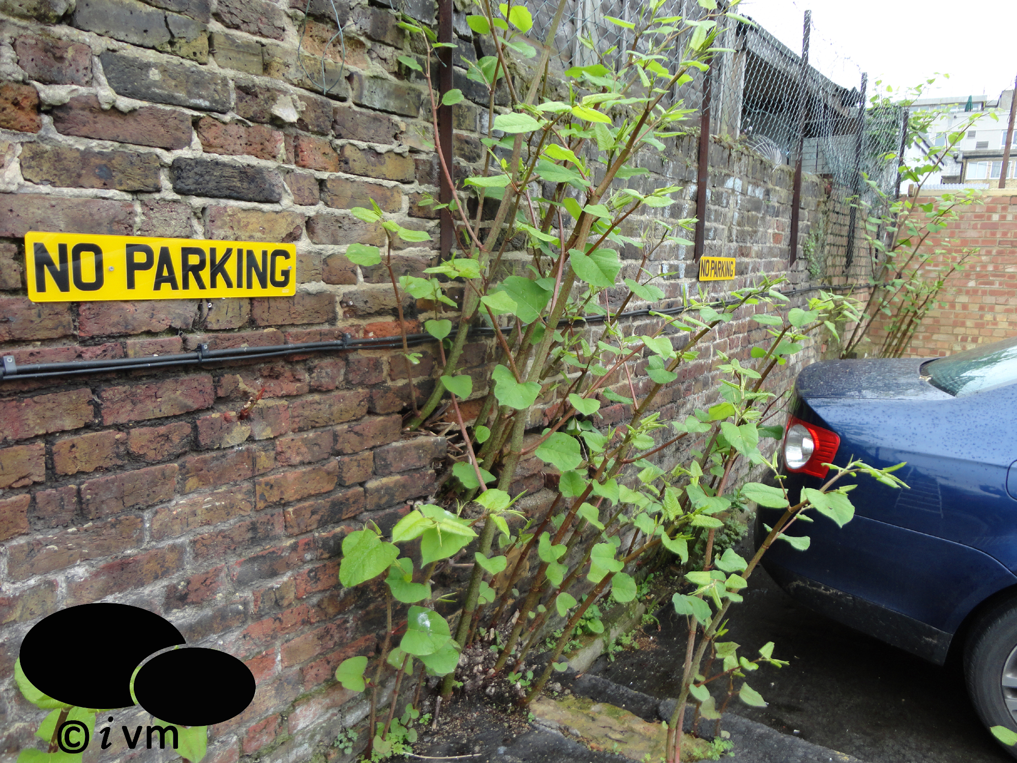 IVM 'FAST' System Eradication