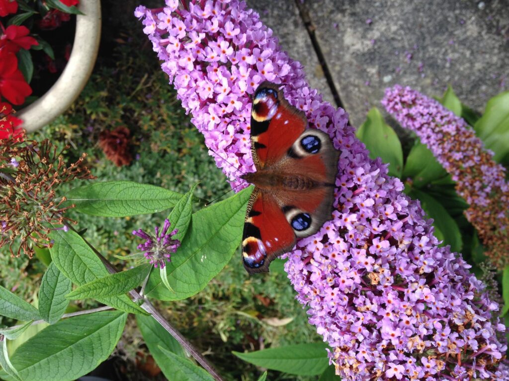 Butterfly on a Buddleia Flower