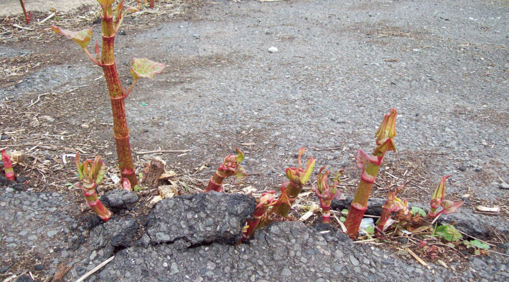 Japanese Knotweed growth breaking through damaged tarmac surface