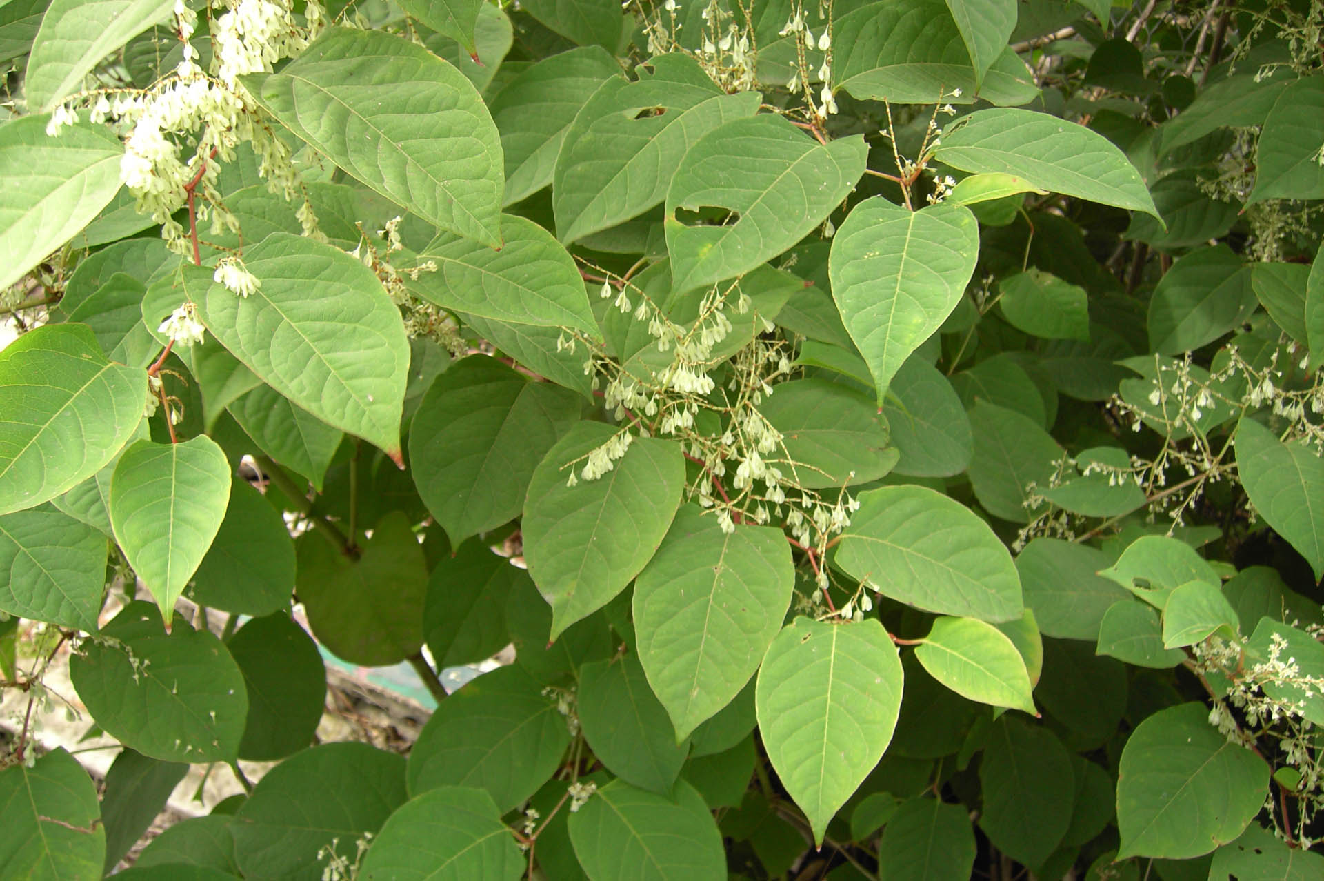 Established Japanese Knotweed plants with dense green foliage and flowering stems