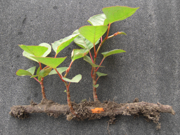 Japanese Knotweed West Midlands